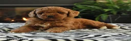 Mini Goldendoodle dogs for sale: Lori - Ad 3