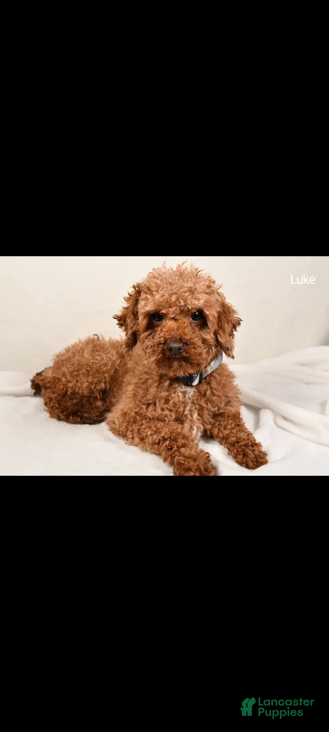 Toy Poodle dogs for sale: Issac - Ad 11