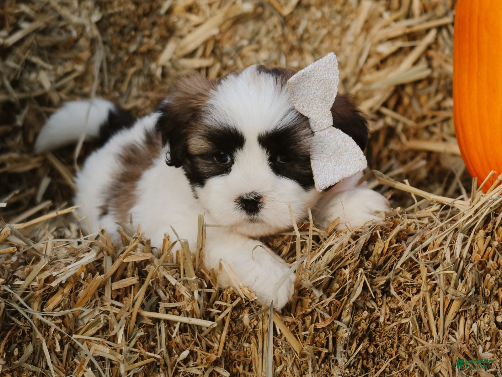 Lhasa Apso dogs Hank - Ad 2