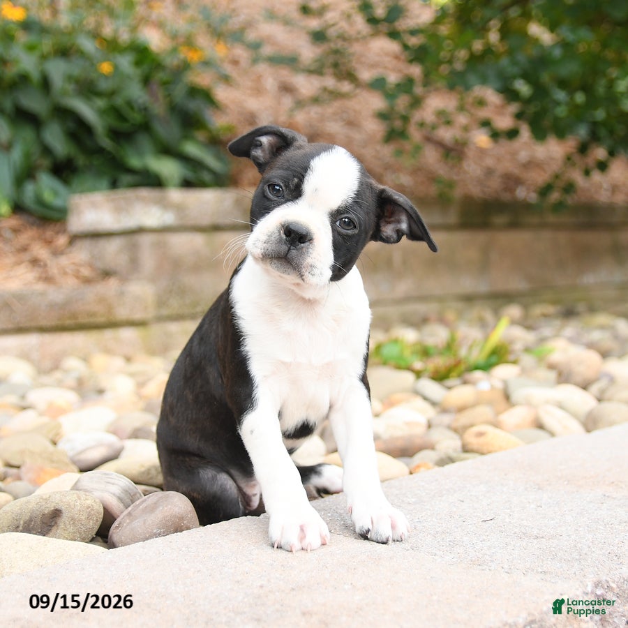 Boston Terrier dogs Molly - Ad 2