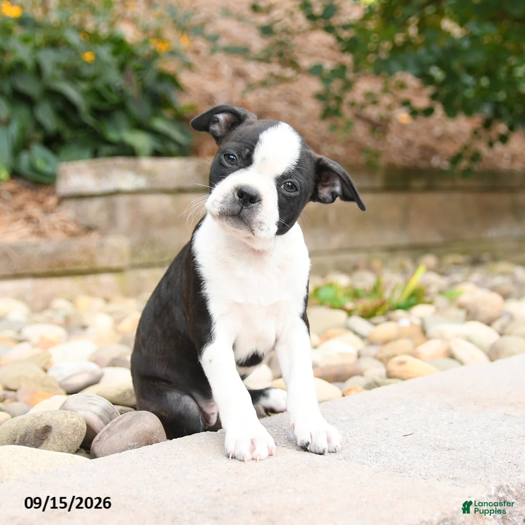 Boston Terrier dogs for sale: Molly - Ad 2