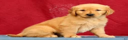Golden Retriever dogs for sale: Juniper - Ad 5