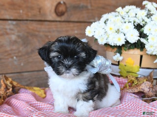 Teddy Bear dogs - Ad 28