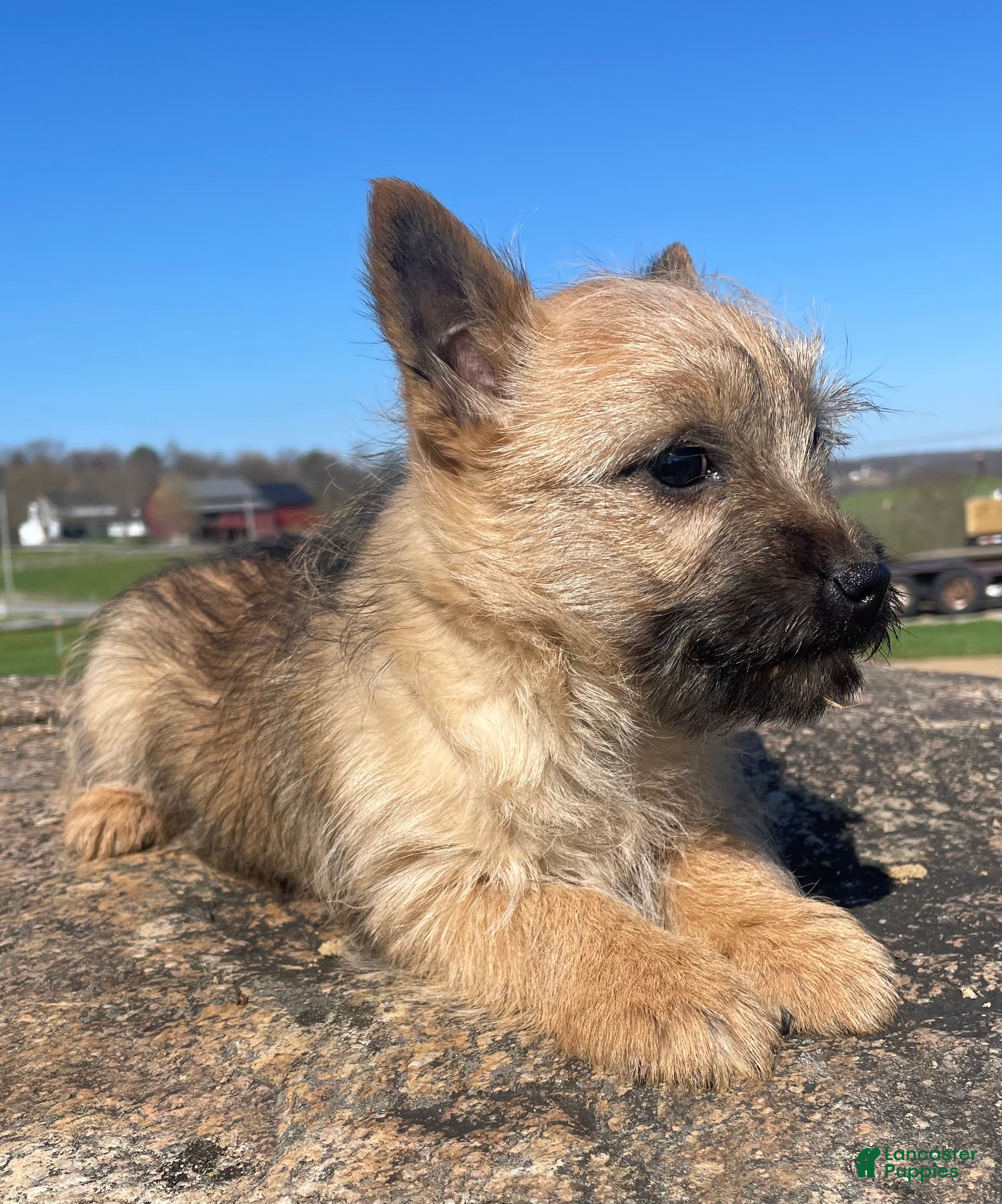 Cairn Terrier dogs  Stella - Ad 2