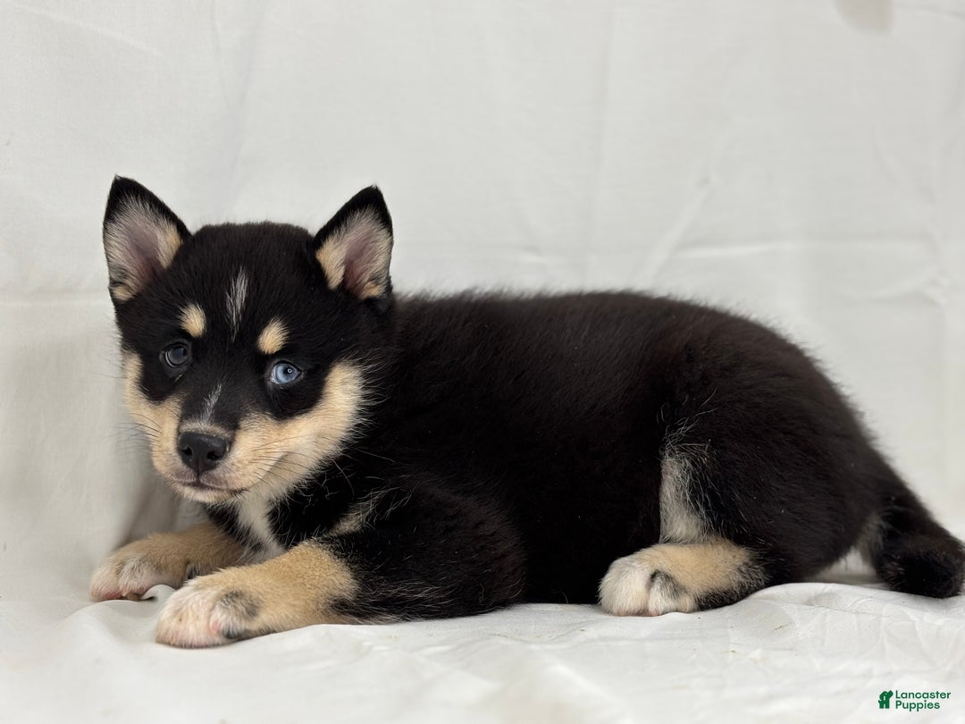 Pomsky dogs for sale: Zelda - Ad 2