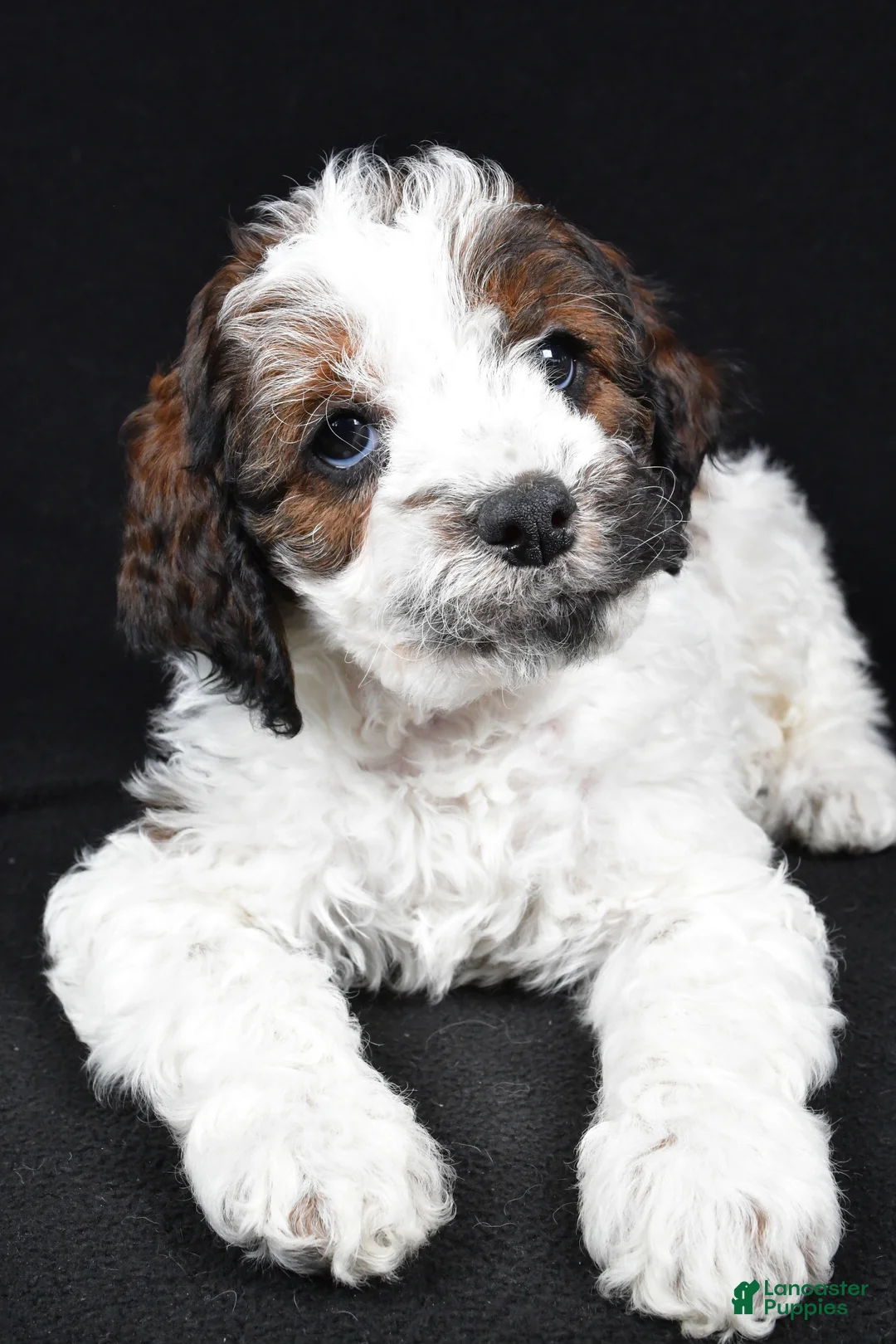 Cockapoo dogs for sale: Denver - Ad 6