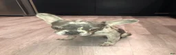 French Bulldog dogs for sale: Bella  - Ad 1