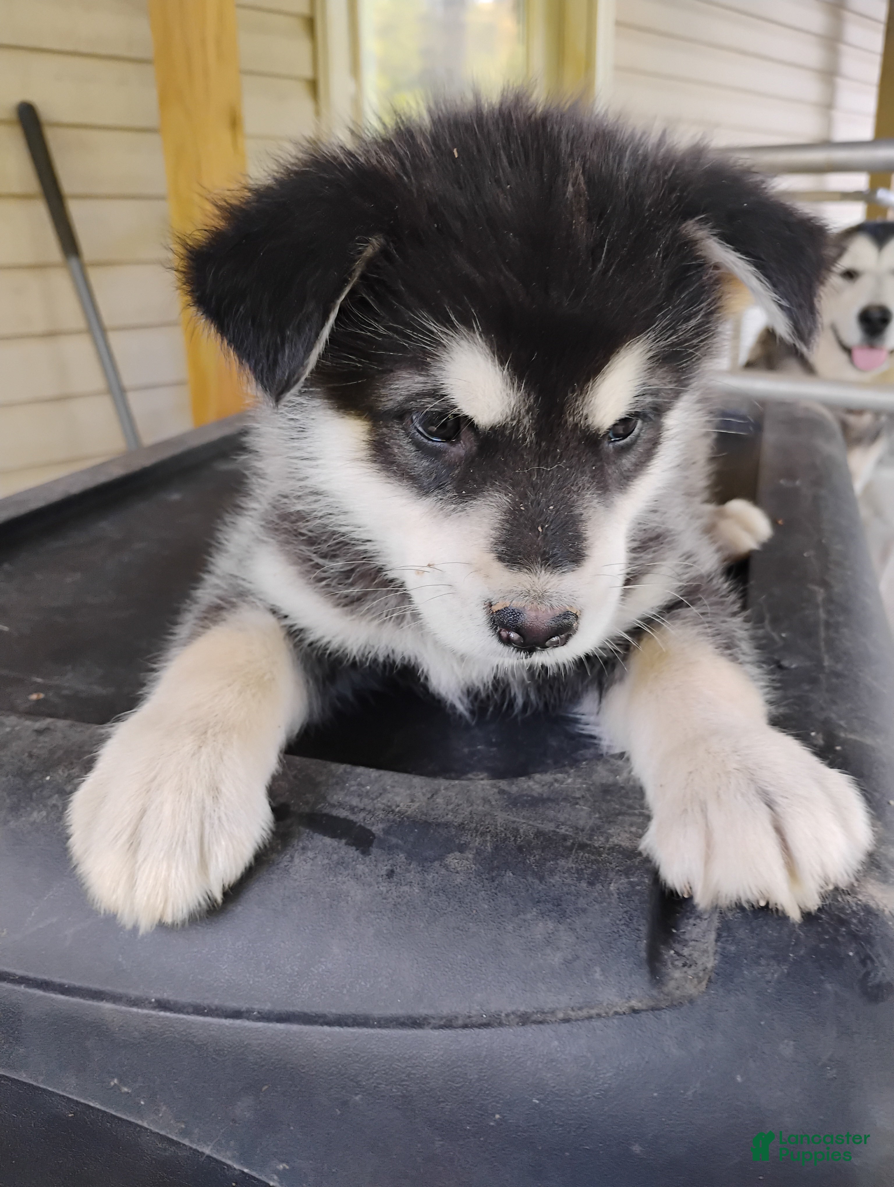 Alaskan Malamute dogs Alaskan Malamute Puppy 9 - Ad 14