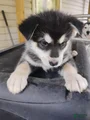 Alaskan Malamute Puppy 9