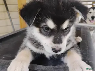 Alaskan Malamute dogs Alaskan Malamute Puppy 9 - Ad 14