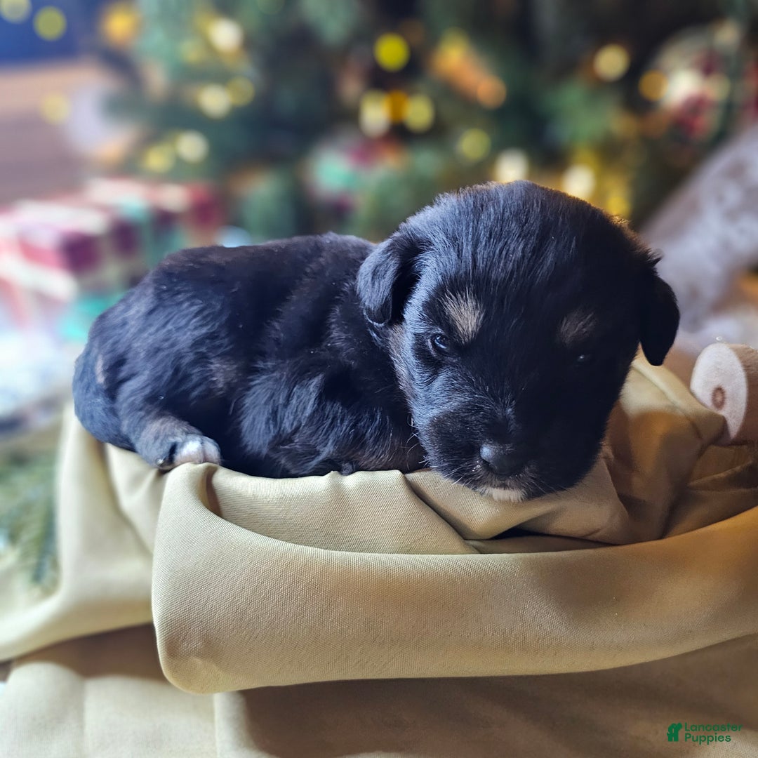 Mixed Breed dogs for sale: The Enchanted Pomalier 🐾 - Ad 25