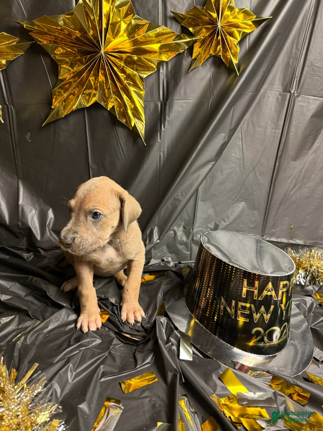 Great Dane dogs for sale: Blue Fawn (Heavy Euro) - Ad 10