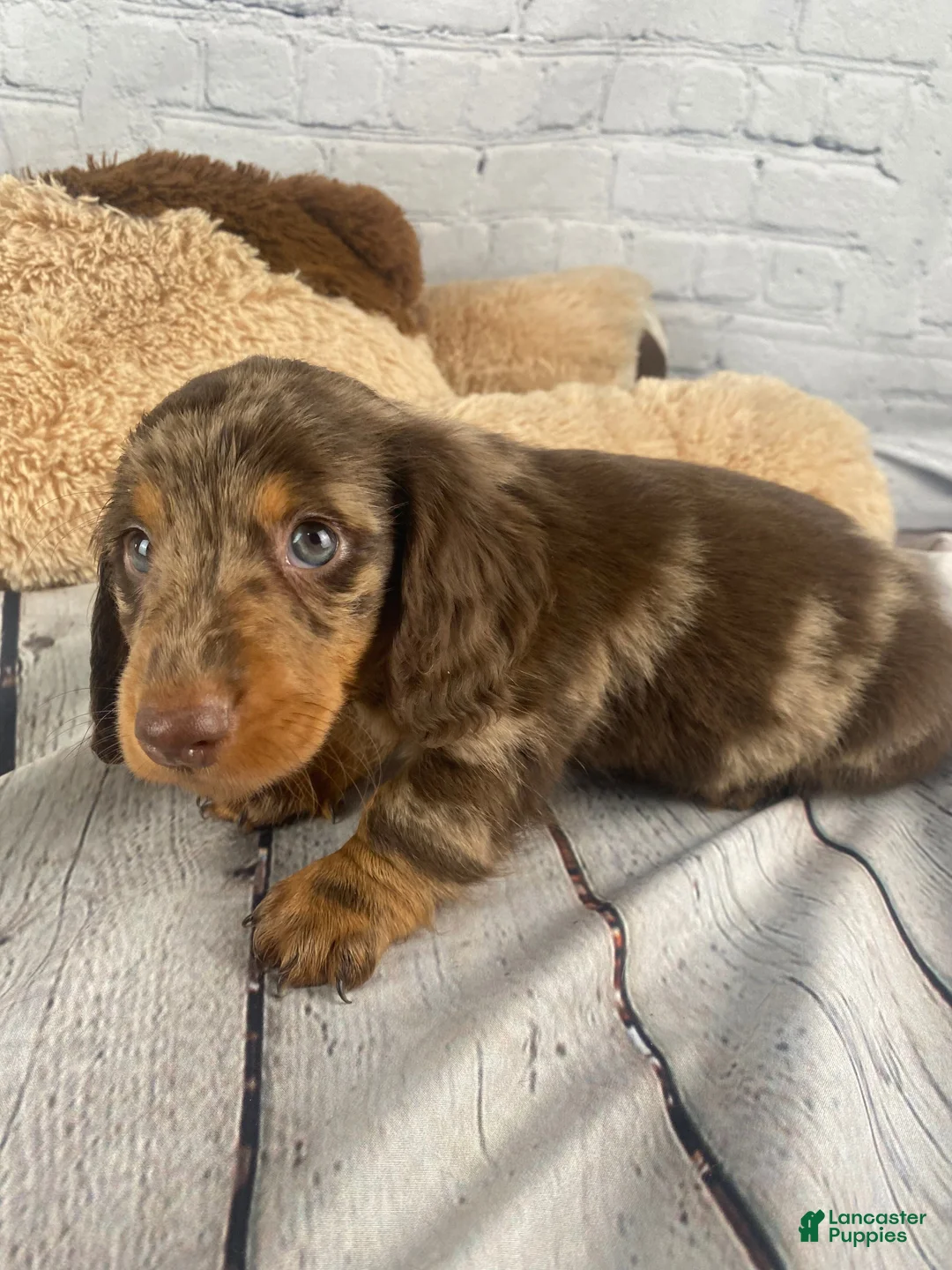 Miniature Dachshund dogs for sale: Ollie - Ad 2