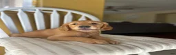 Golden Retriever dogs for sale: Orange puppy - Ad 5