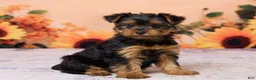 Yorkshire Terrier dogs for sale: Chloe - Ad 3