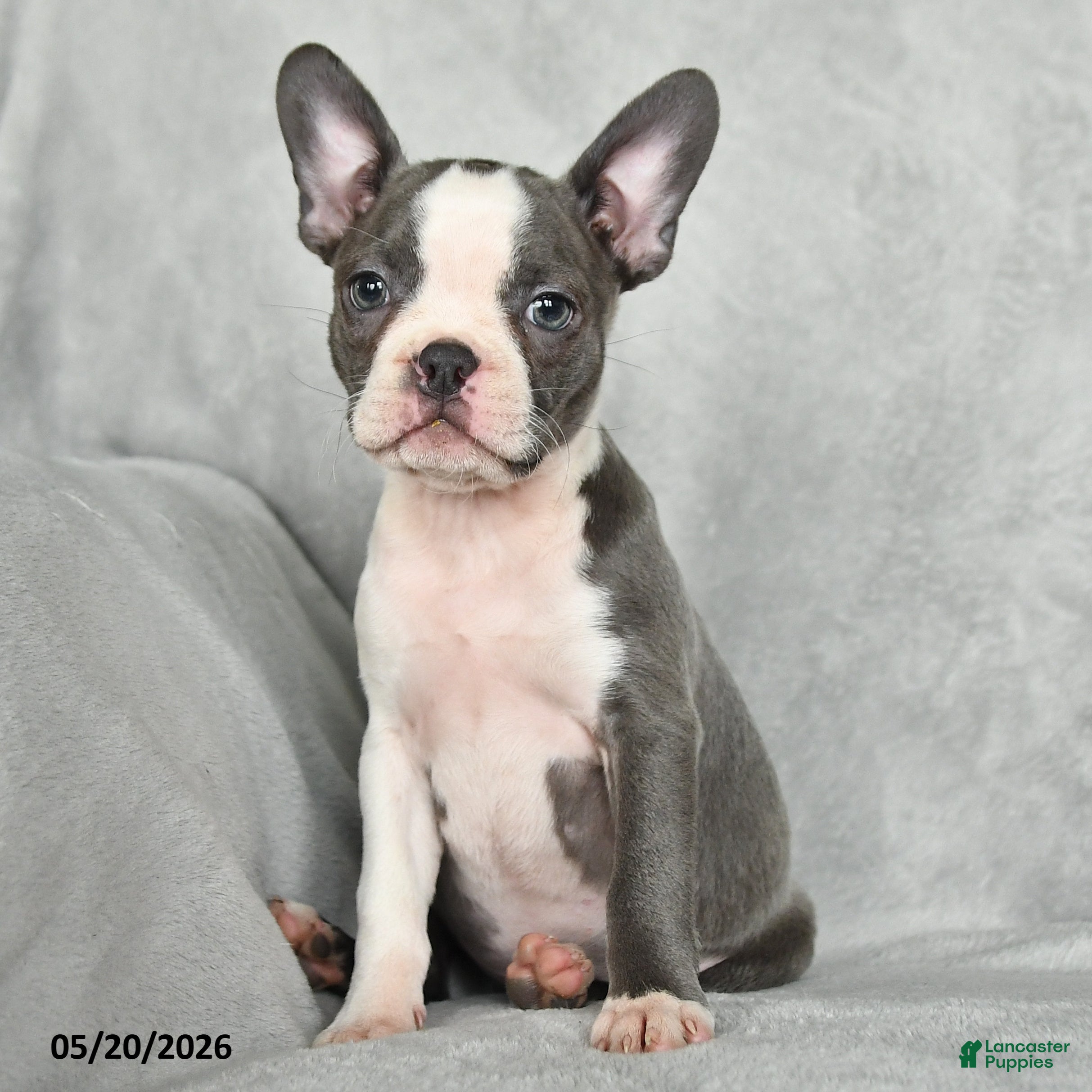 Boston Terrier dogs Teresa - Ad 1