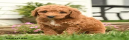 Goldendoodle dogs for sale: Roger - Ad 3