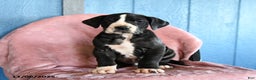 Great Dane dogs for sale: Houdini - Ad 1
