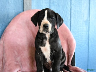 Great Dane dogs Houdini - Ad 41