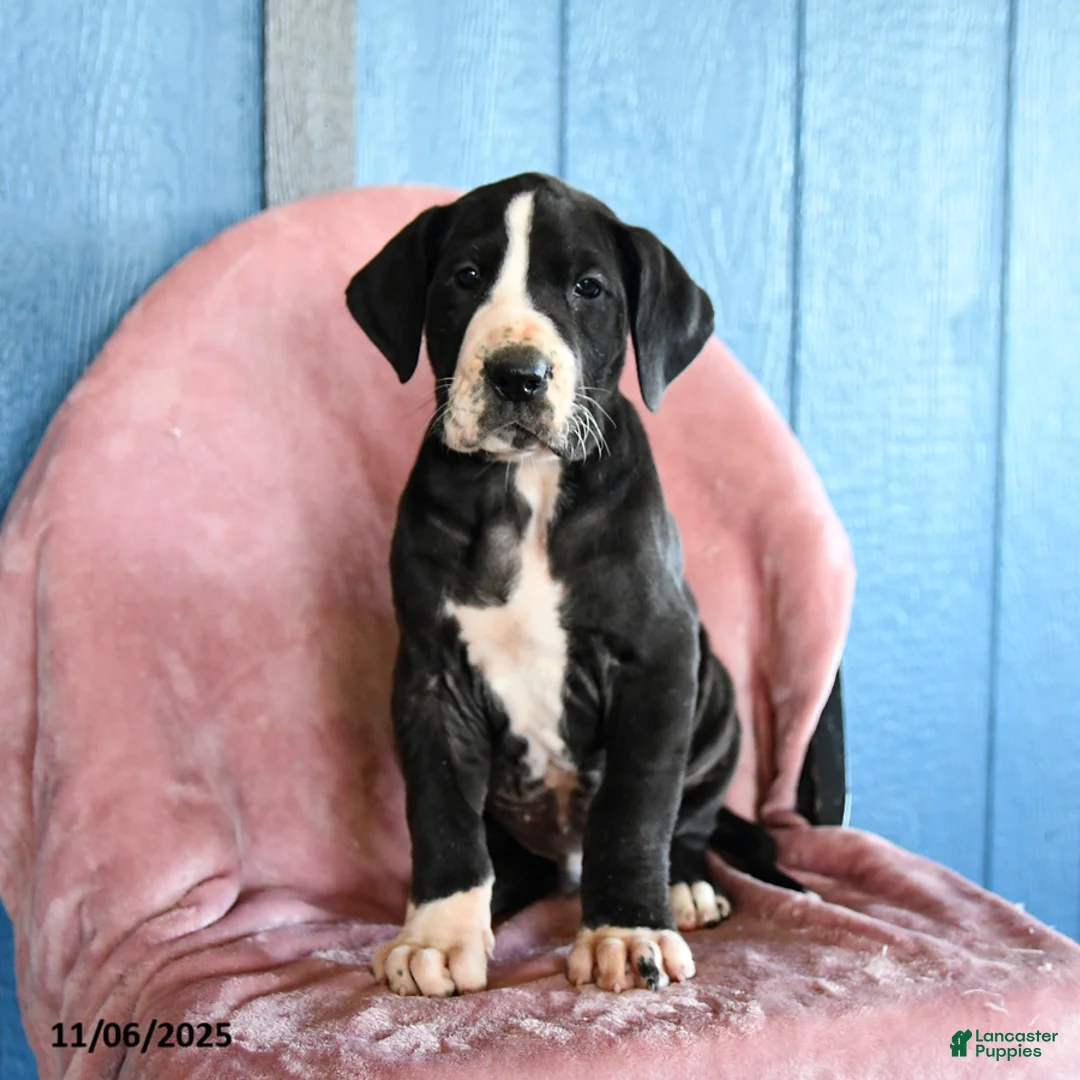Great Dane dogs for sale: Houdini - Ad 1