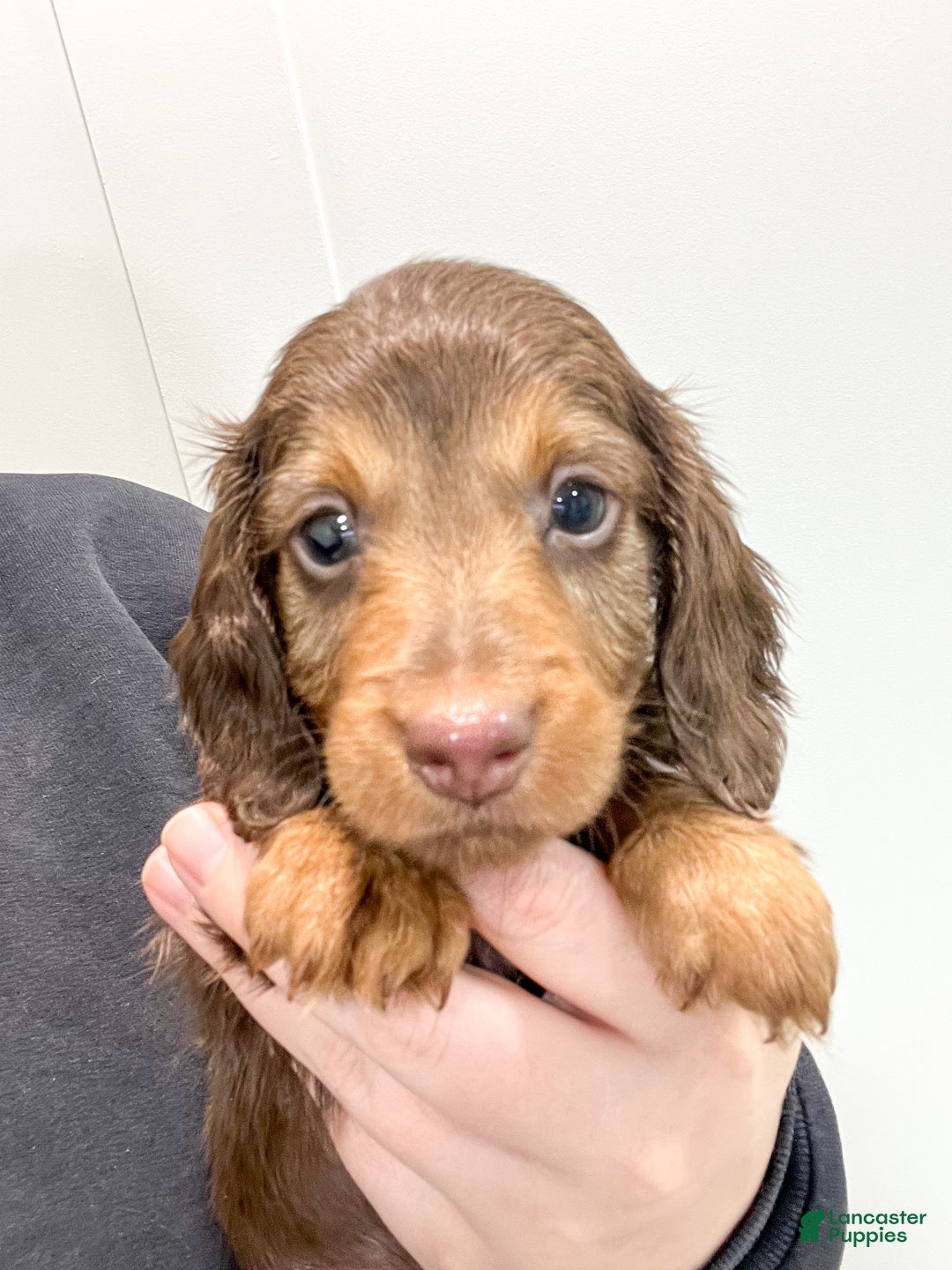 Miniature Dachshund dogs for sale: Jackson - Ad 4