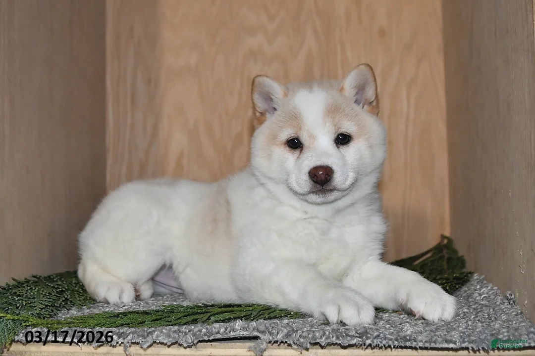 Shiba Inu dogs for sale: Heidi - Ad 1