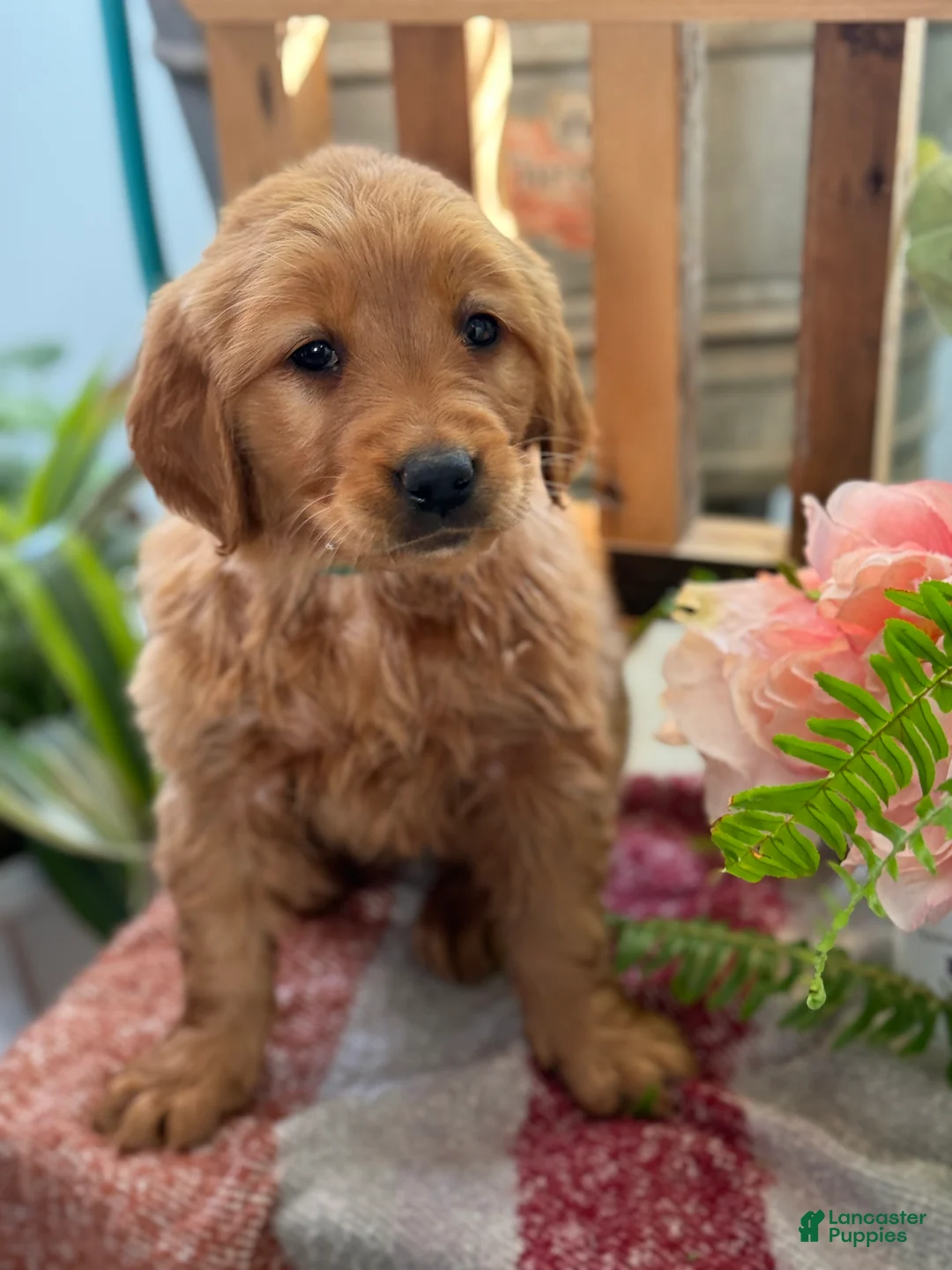 Golden Retriever dogs for sale: Rose - Ad 10