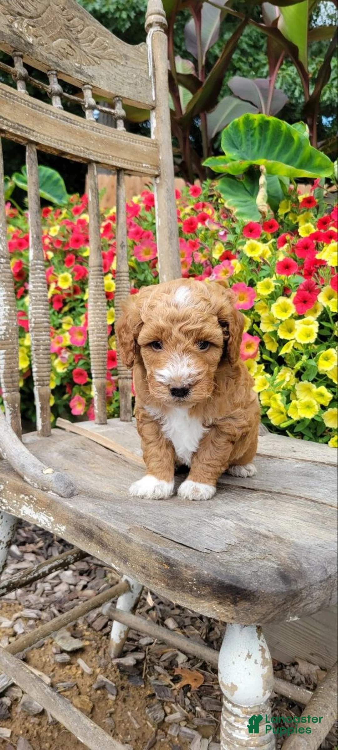 Mini Goldendoodle dogs for sale: Teddy - Ad 2