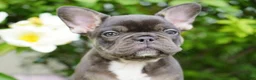 French Bulldog dogs for sale: Panda - Ad 7