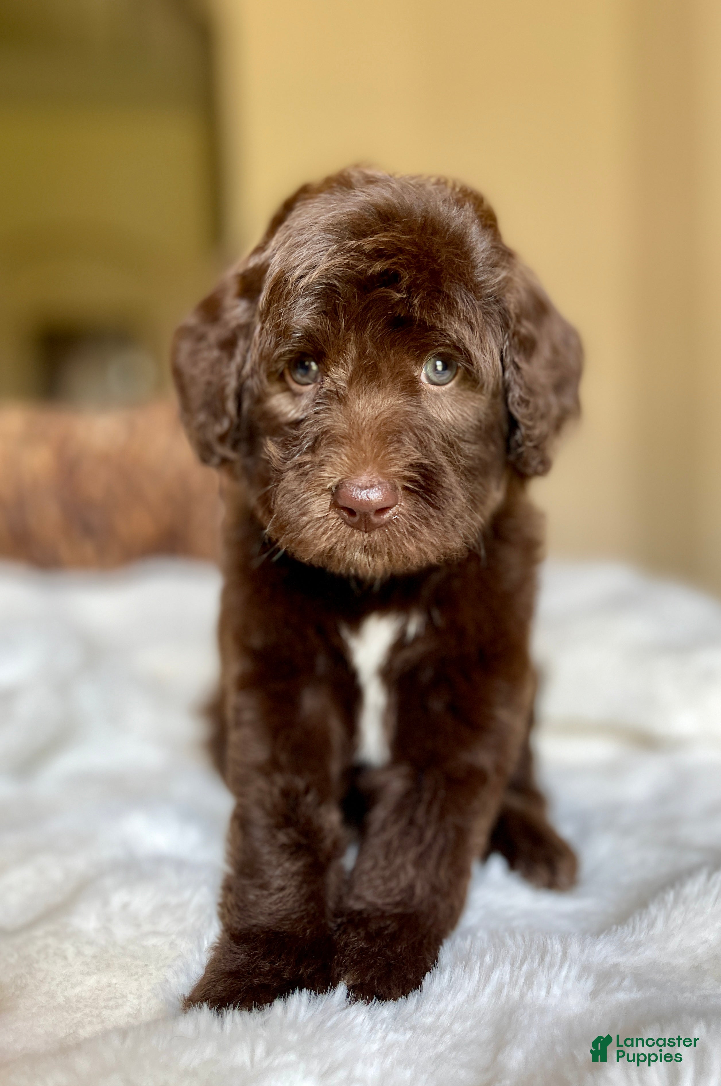 Labradoodle dogs MItch - Ad 1