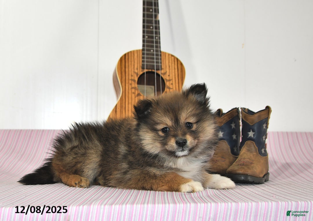 Pomeranian dogs for sale: Brittney - Ad 5