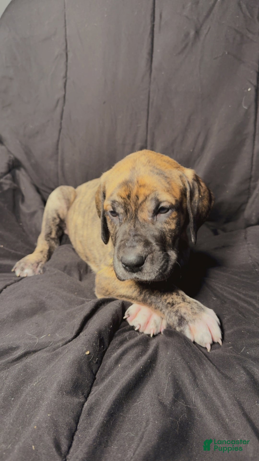 Great Dane dogs for sale: Francine - Ad 7