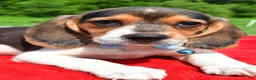 Beagle dogs for sale: Hickory - Ad 3
