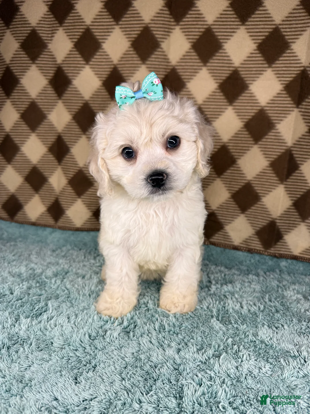 Cockapoo dogs for sale: Cupcake - Ad 1