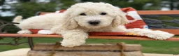 Goldendoodle dogs for sale: Rosé (Girl) - Ad 4