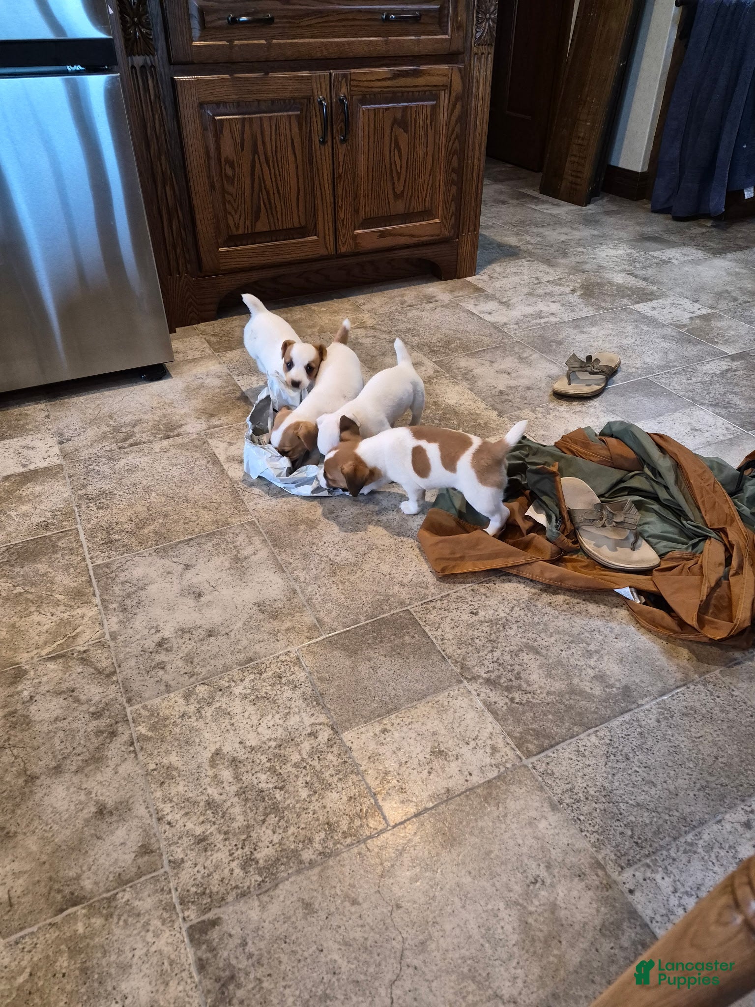 Jack Russell Terrier dogs Jack Russell Terrier Puppy 1 - Ad 1