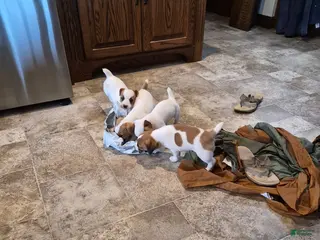 Jack Russell Terrier dogs for sale: Jack Russell Terrier Puppy 1 - Ad 1
