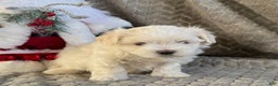 Maltese dogs for sale: Sparkley  - Ad 5