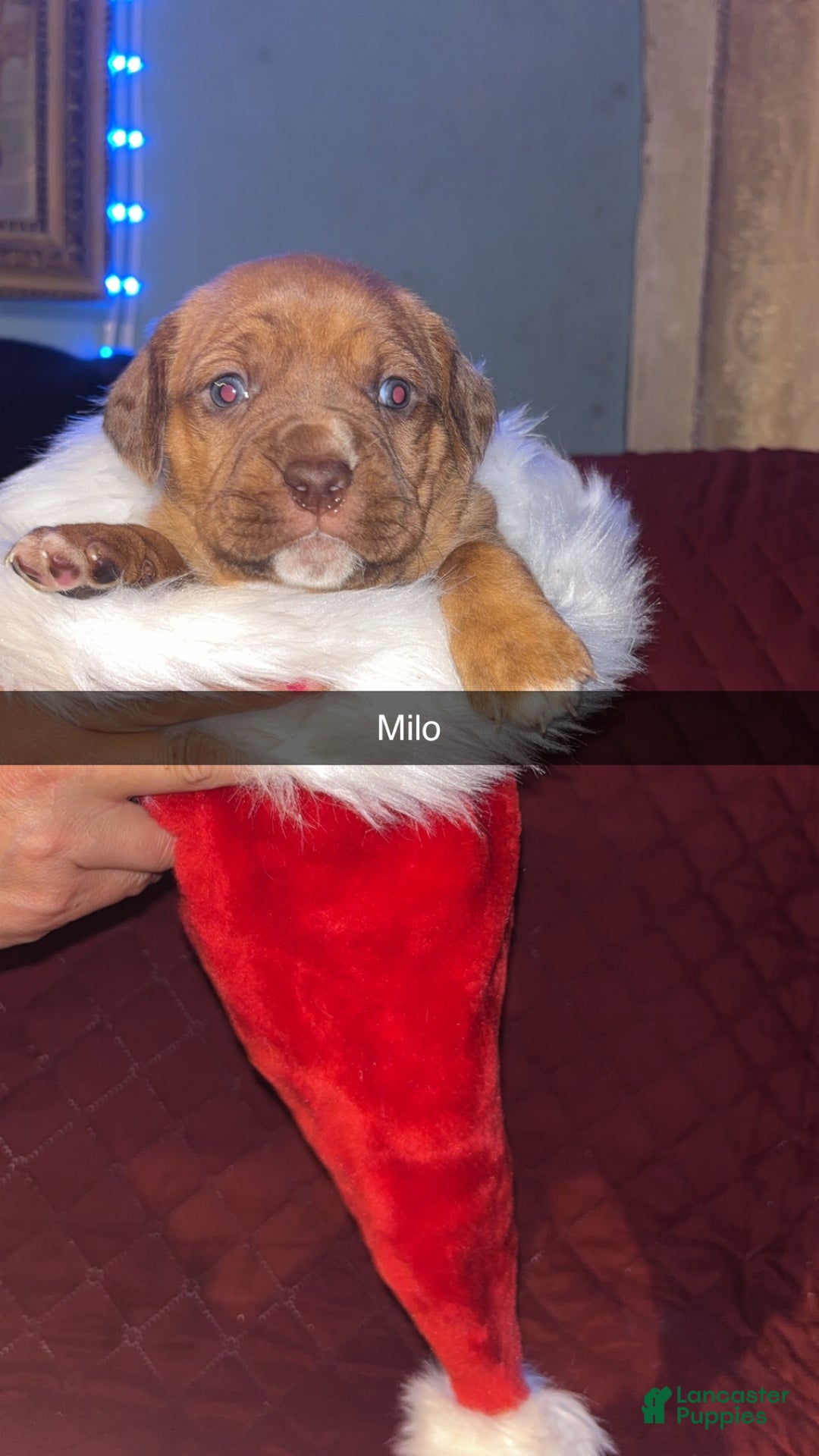 Mixed Breed dogs for sale: Milo  - Ad 1