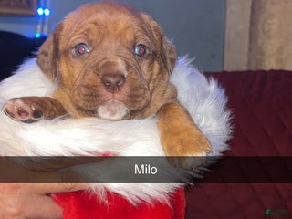 Mixed Breed dogs Milo - Ad 33