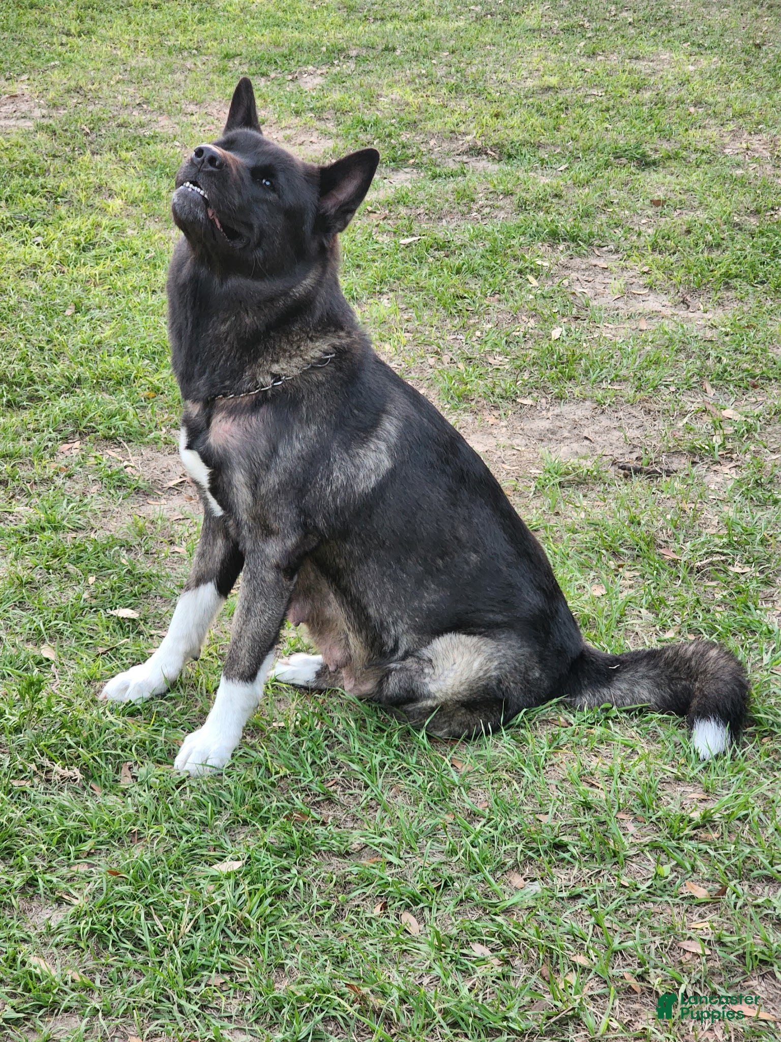 Akita dogs Kimi Available  - Ad 2