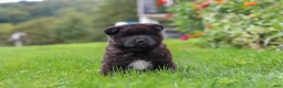 Akita dogs for sale: Nova - Ad 5