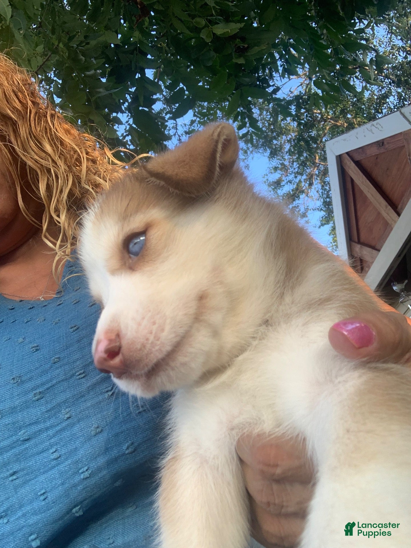 Siberian Husky dogs for sale: Siberian Husky 1 - Ad 17