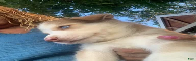 Siberian Husky 1