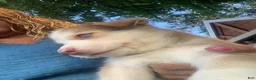 Siberian Husky dogs for sale: Siberian Husky 1 - Ad 1