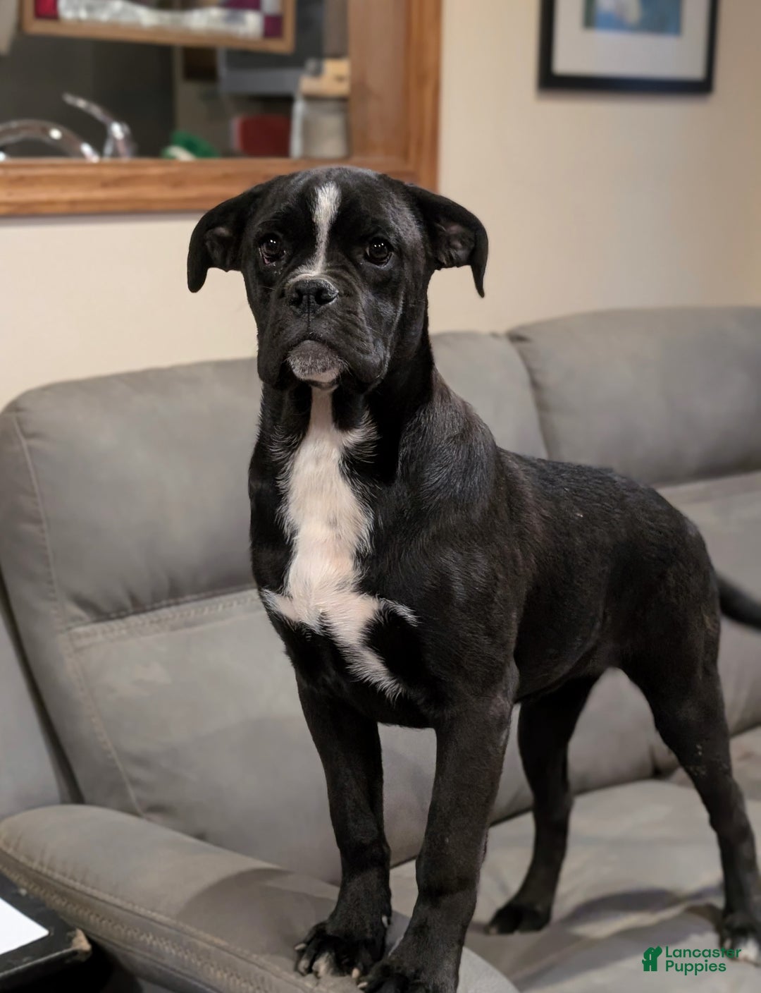 Mixed Breed dogs for sale: Taylor - Ad 4