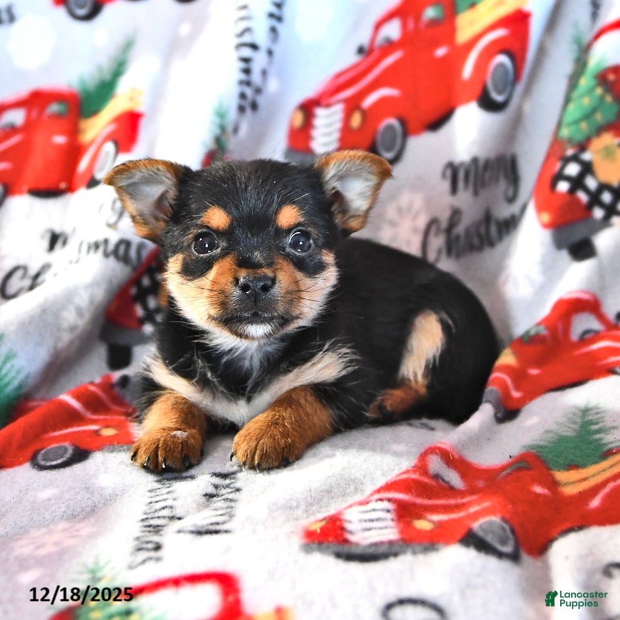 Morkie dogs Marty - Ad 3