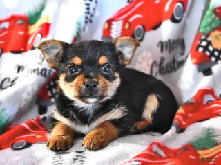 Morkie dogs Marty - Ad 14