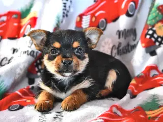 Morkie dogs Marty - Ad 22