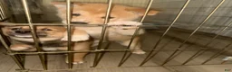 Shiba Inu dogs for sale: Chanel - Ad 6